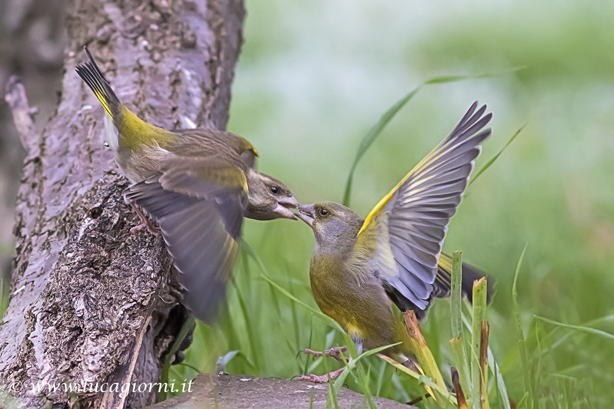 The usual lite ......