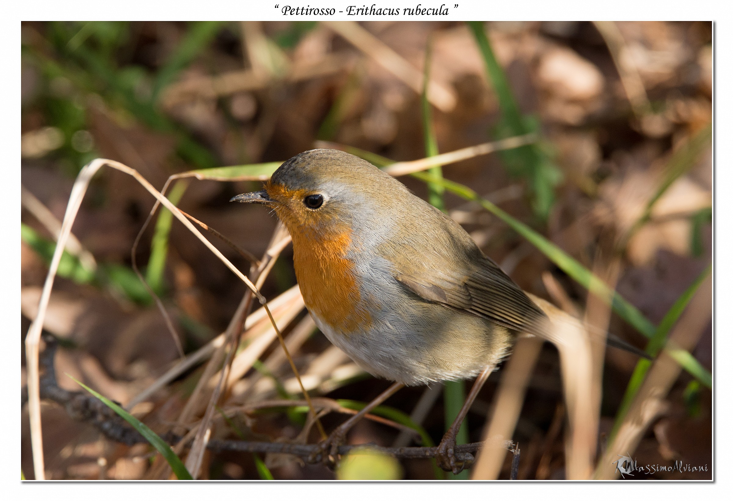 Robin - Erithacus rubecula