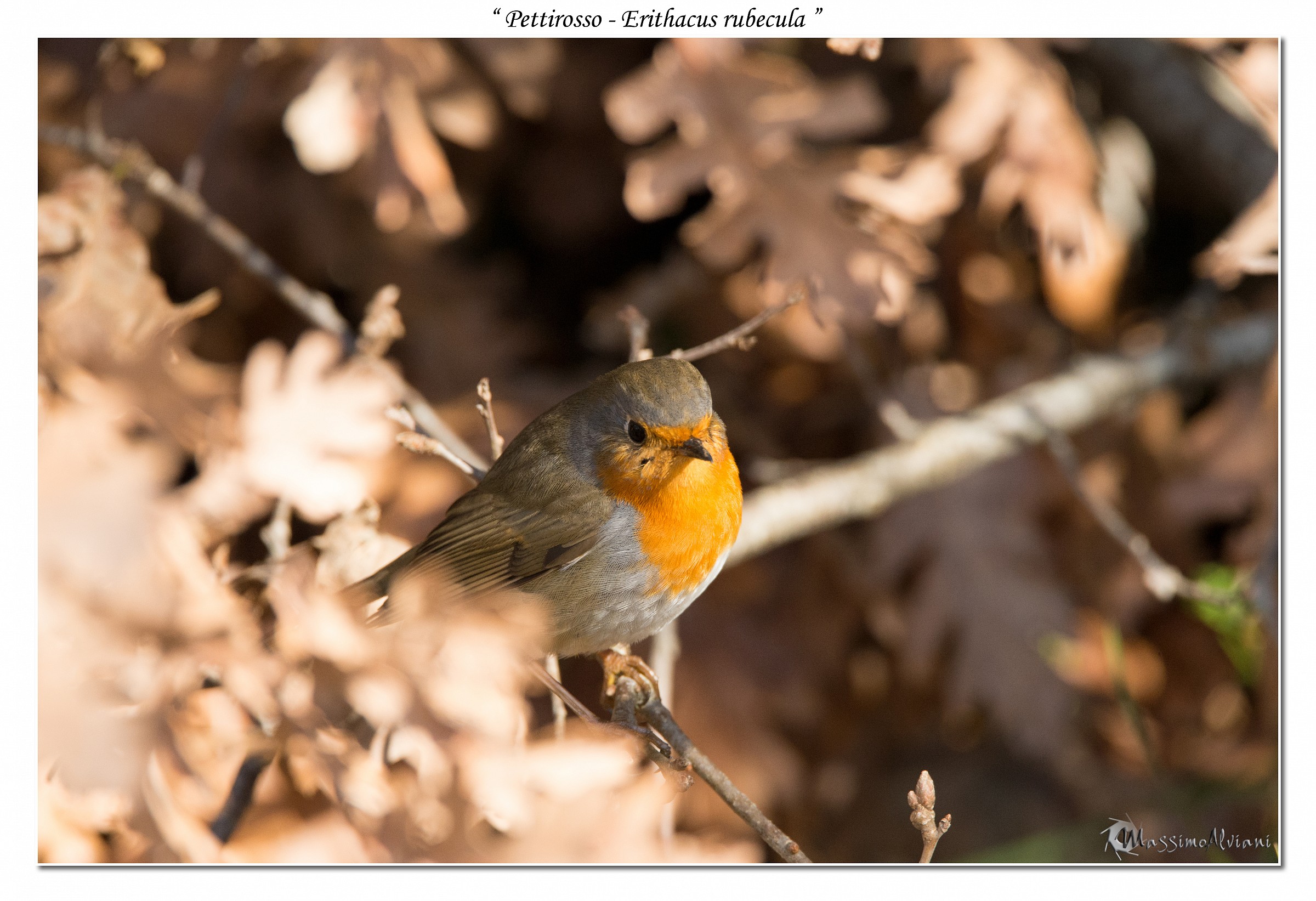 Pettirosso - Erithacus rubecula