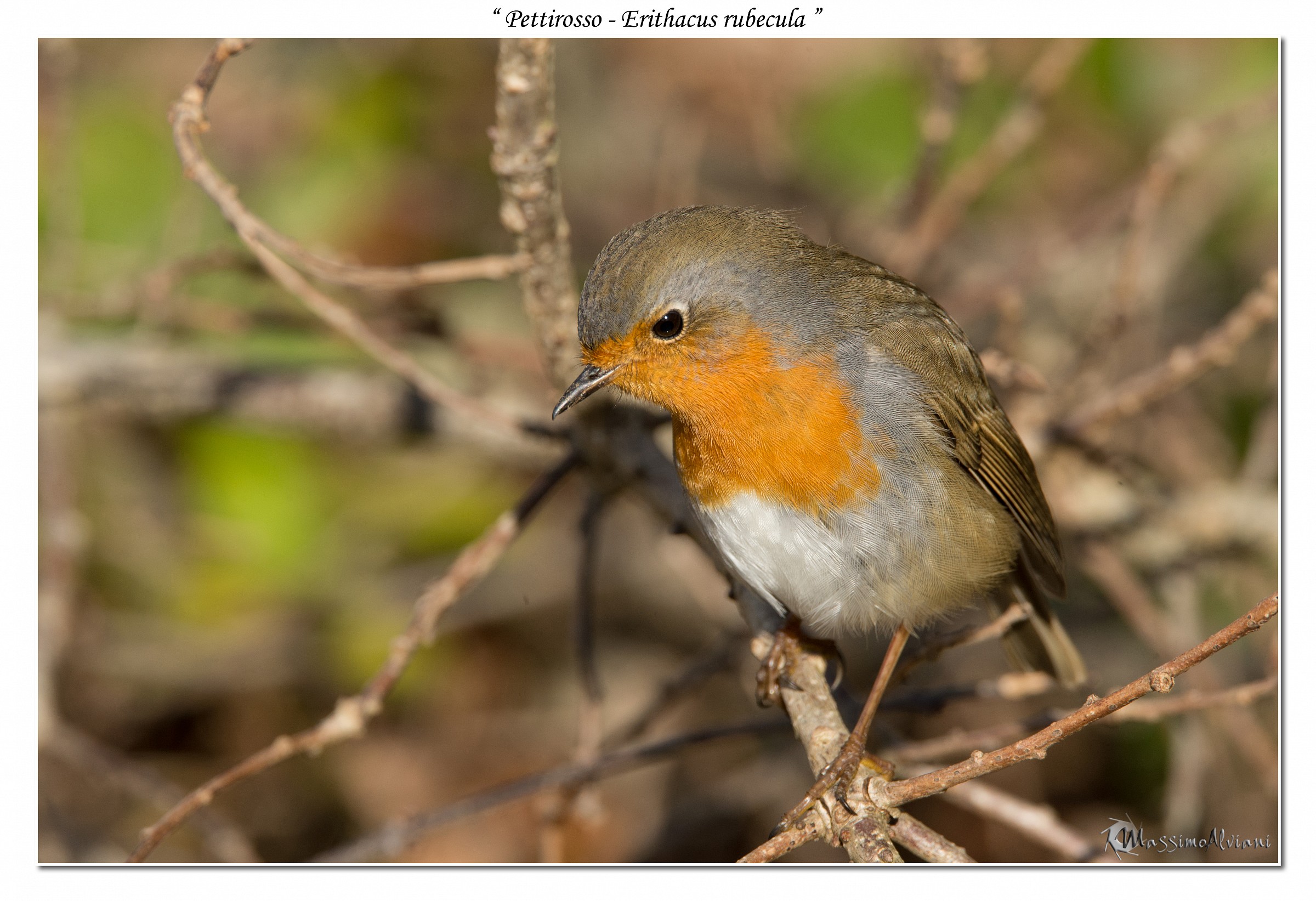 Robin - Erithacus rubecula