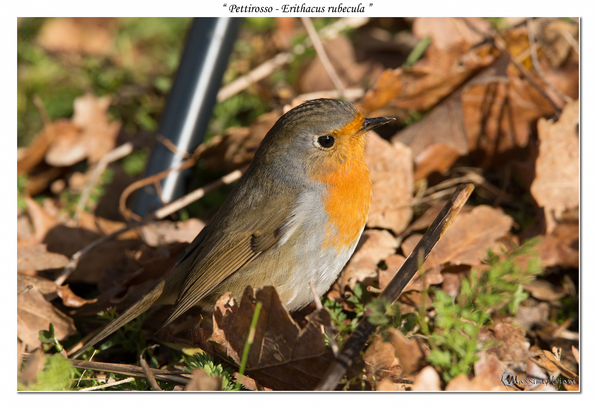 Pettirosso - Erithacus rubecula
