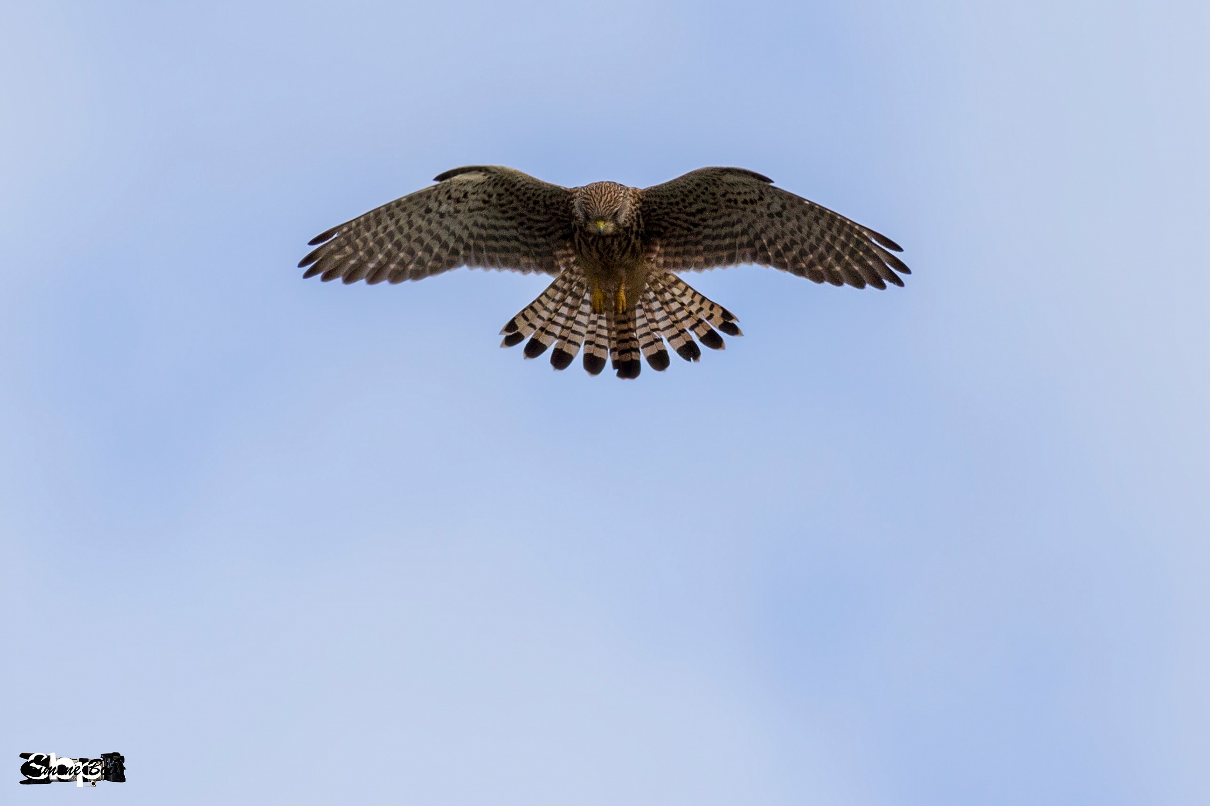 Il Gheppio attende il momento giusto