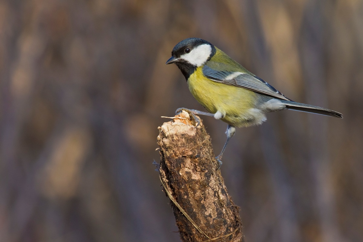 Great Tit (Parus major)
