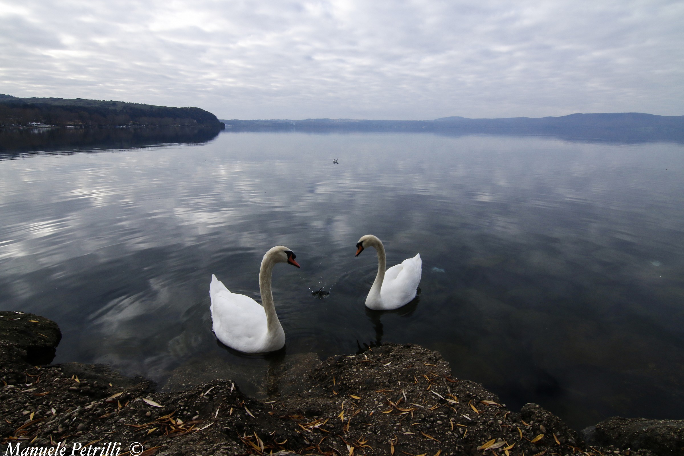 I Due Cigni del lago di Bracciano