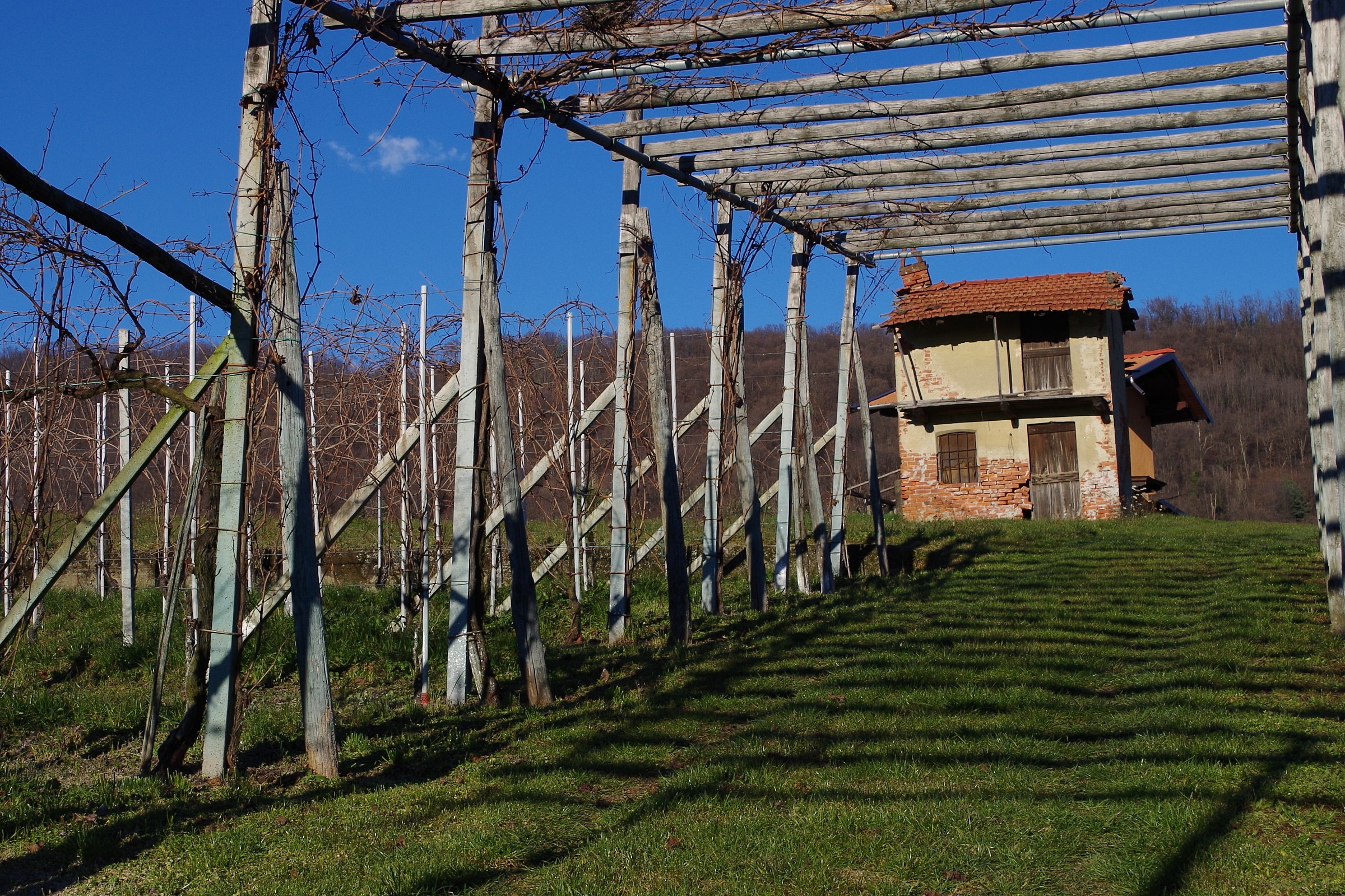 vineyards in winter