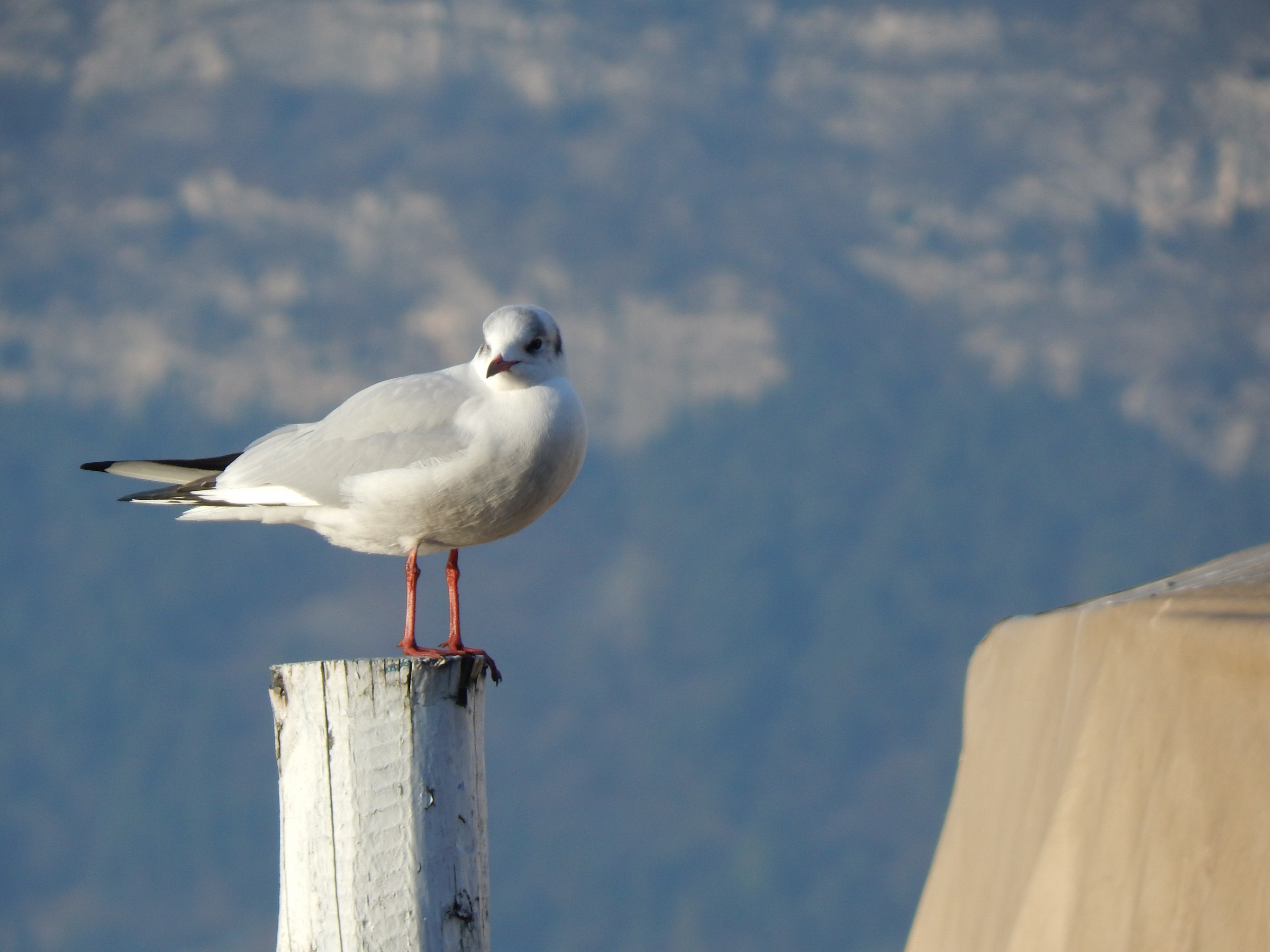 Seagull Iseo