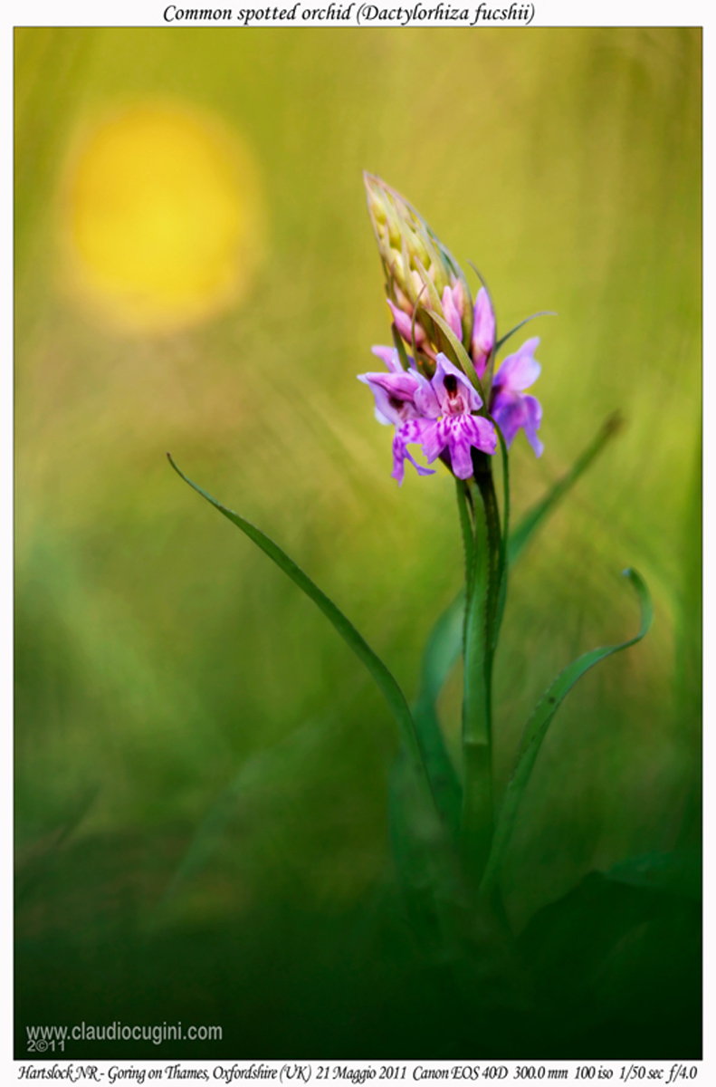 Common spotted-orchid