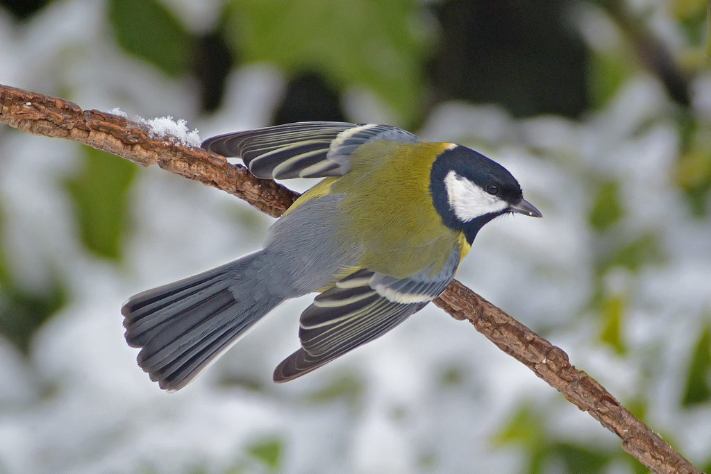 Cinciallegra minacciosa