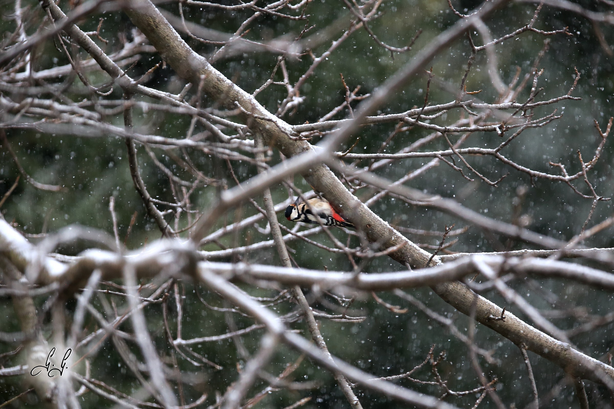 Spotted Woodpecker in the Snow
