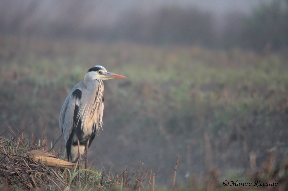 Heron Cinerino