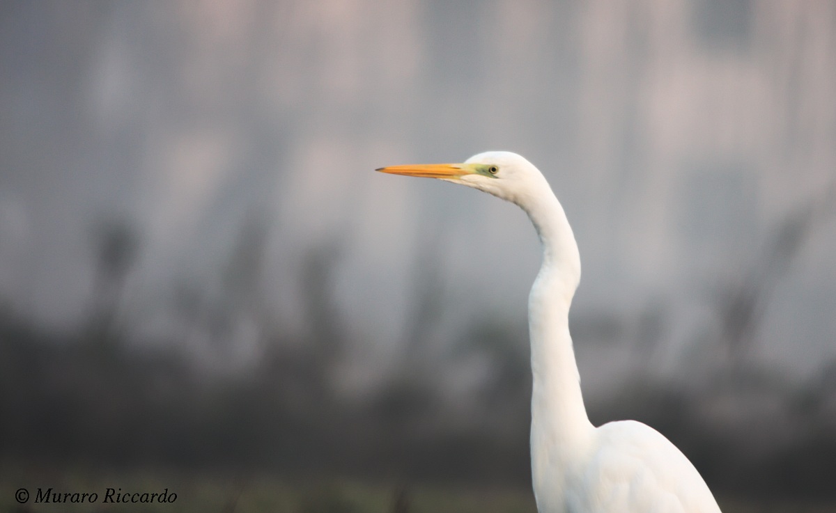 Airone bianco maggiore