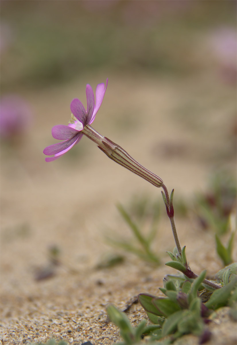 Silene Corsica , Cala Domestica Nebida ( Ca )