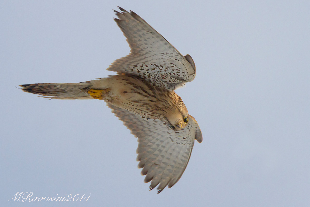 Gheppio. Spirito santo alla ricerca della preda