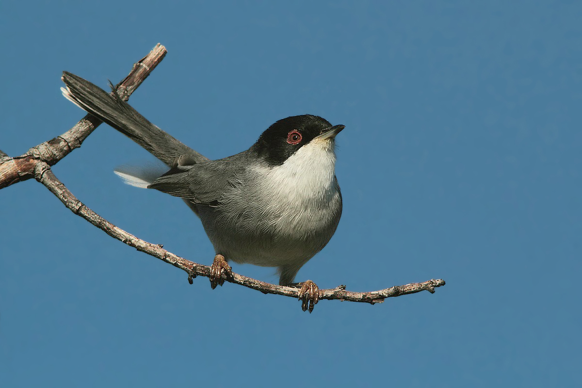 Warbler male ready to take off