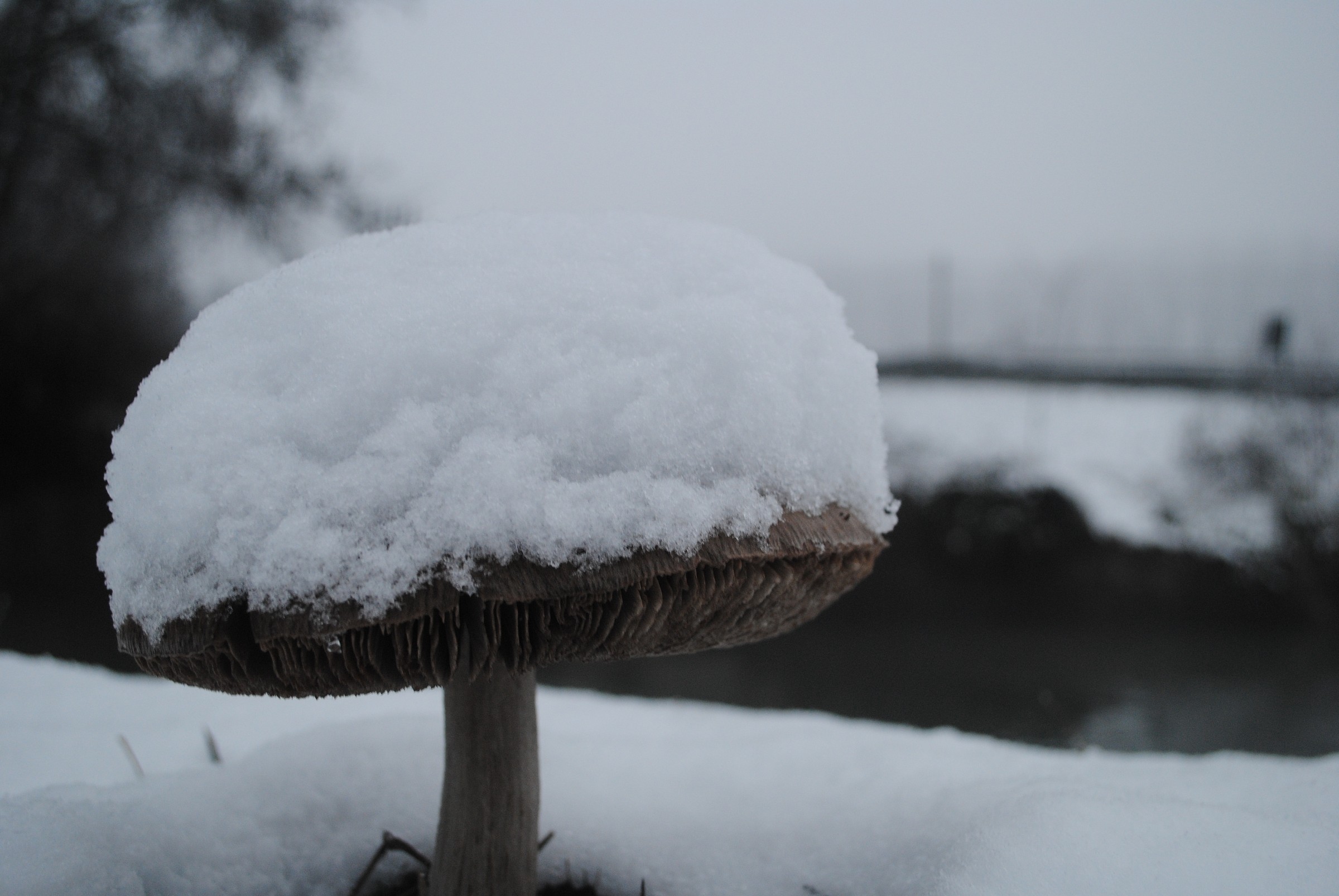 fungo sotto la neve