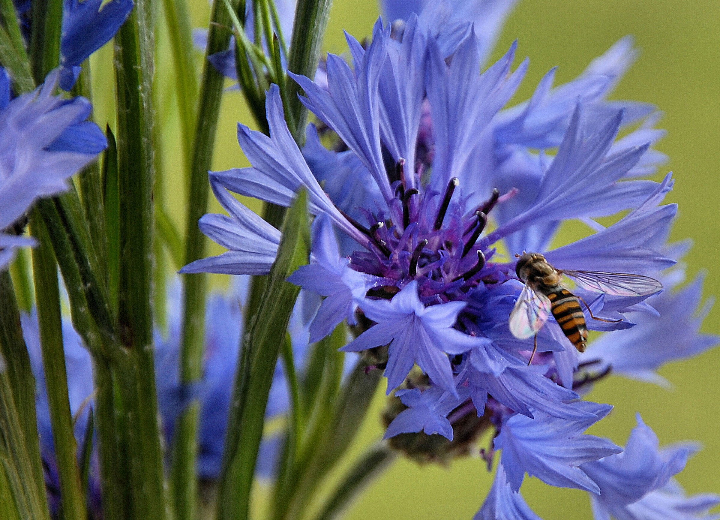 cornflower
