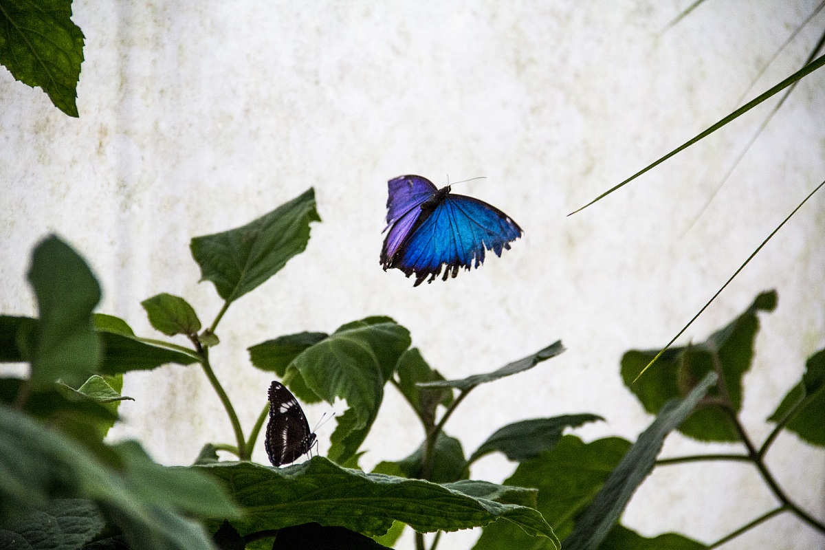 Trampolino per farfalle
