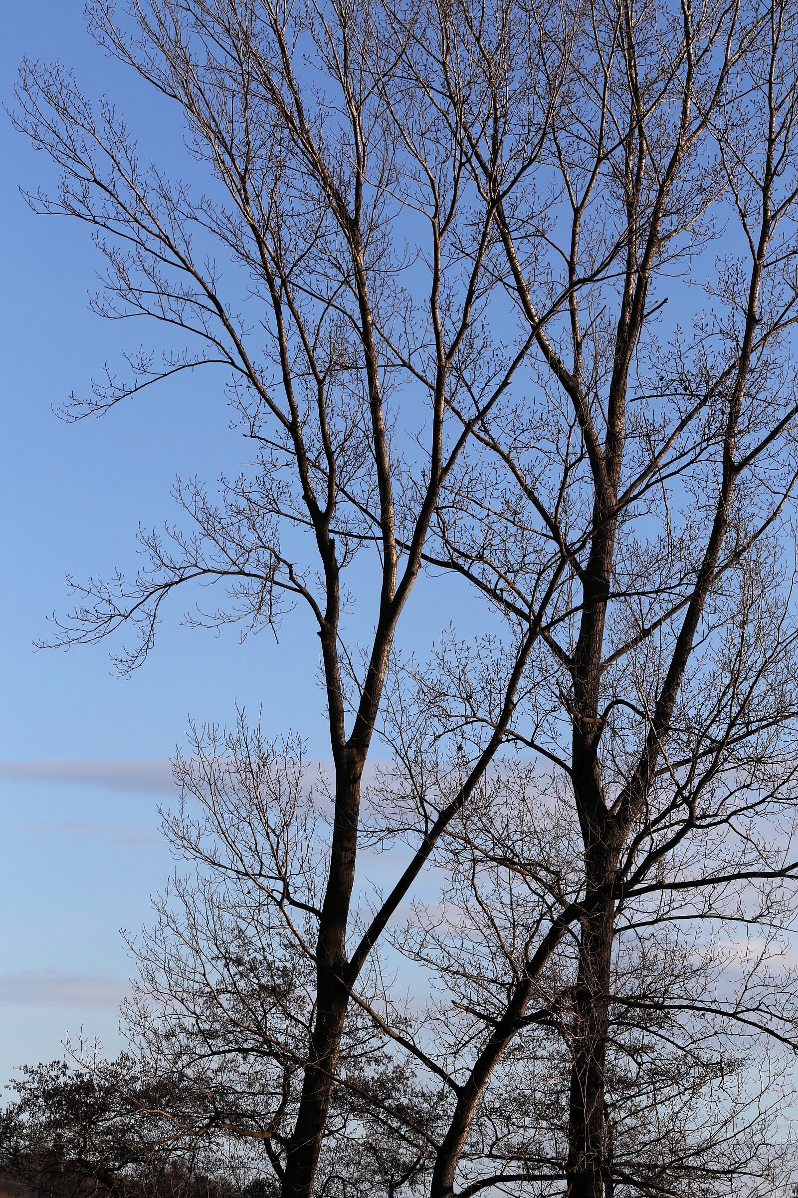 alberi