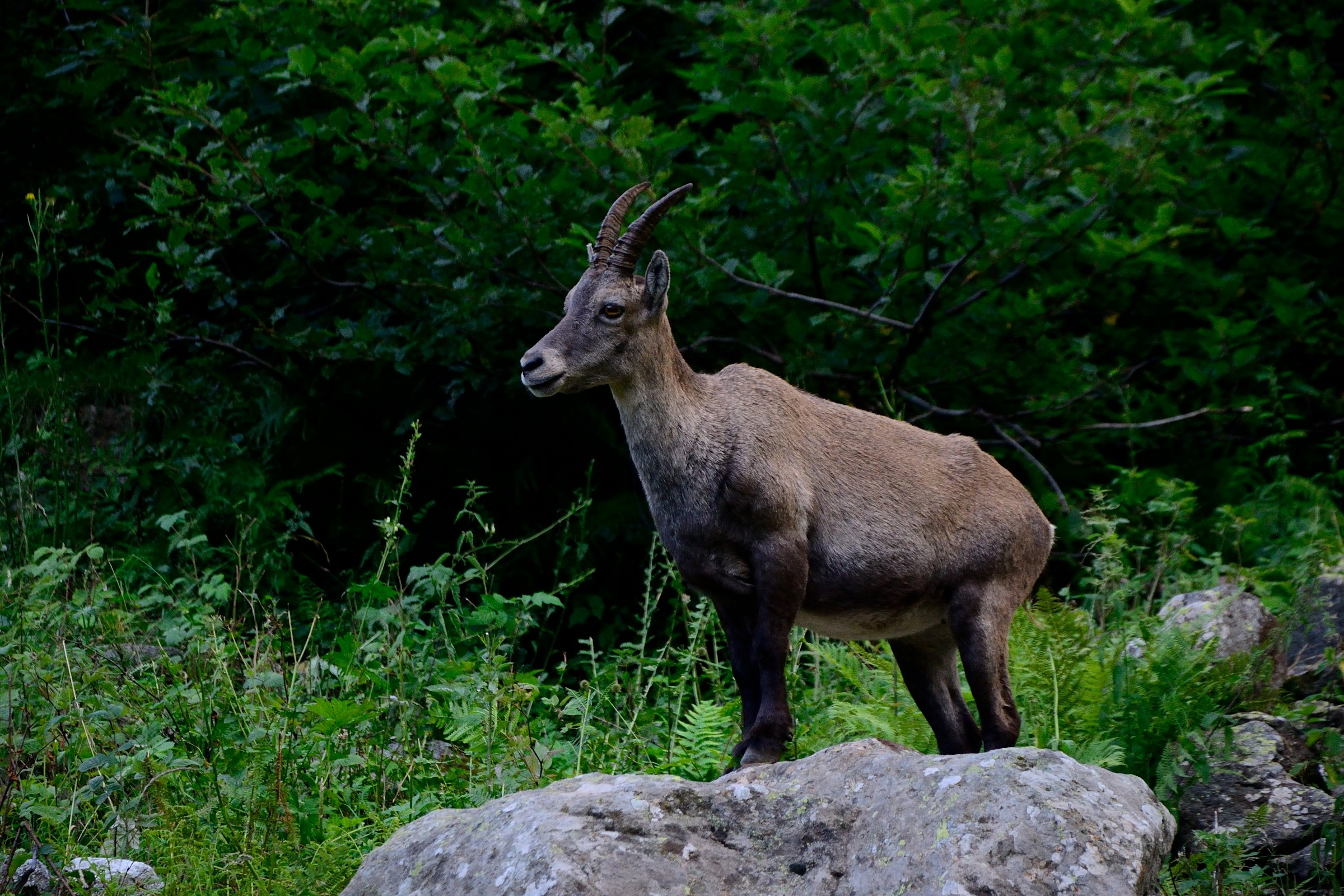 Ibex at Rifugio Genova