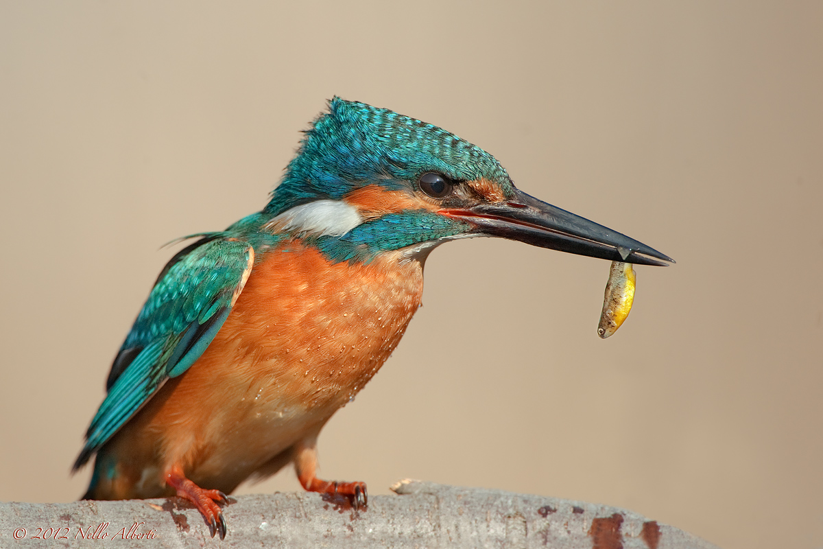 Martino con pesciolino giallo
