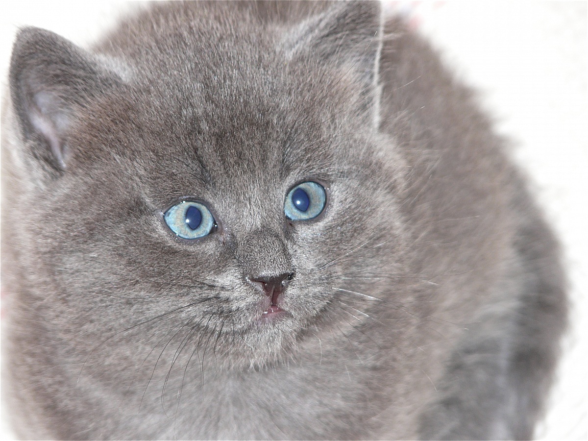 light gray cat