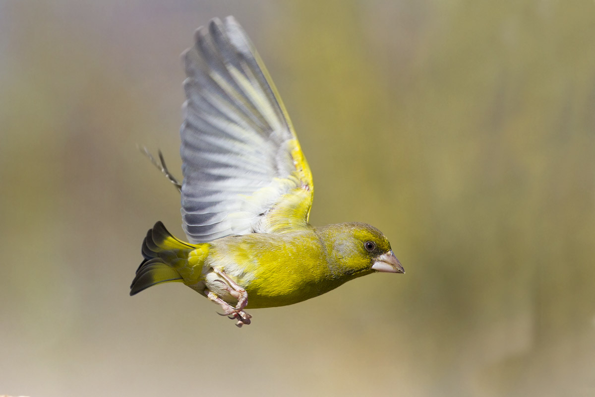 Verdone in virata.....