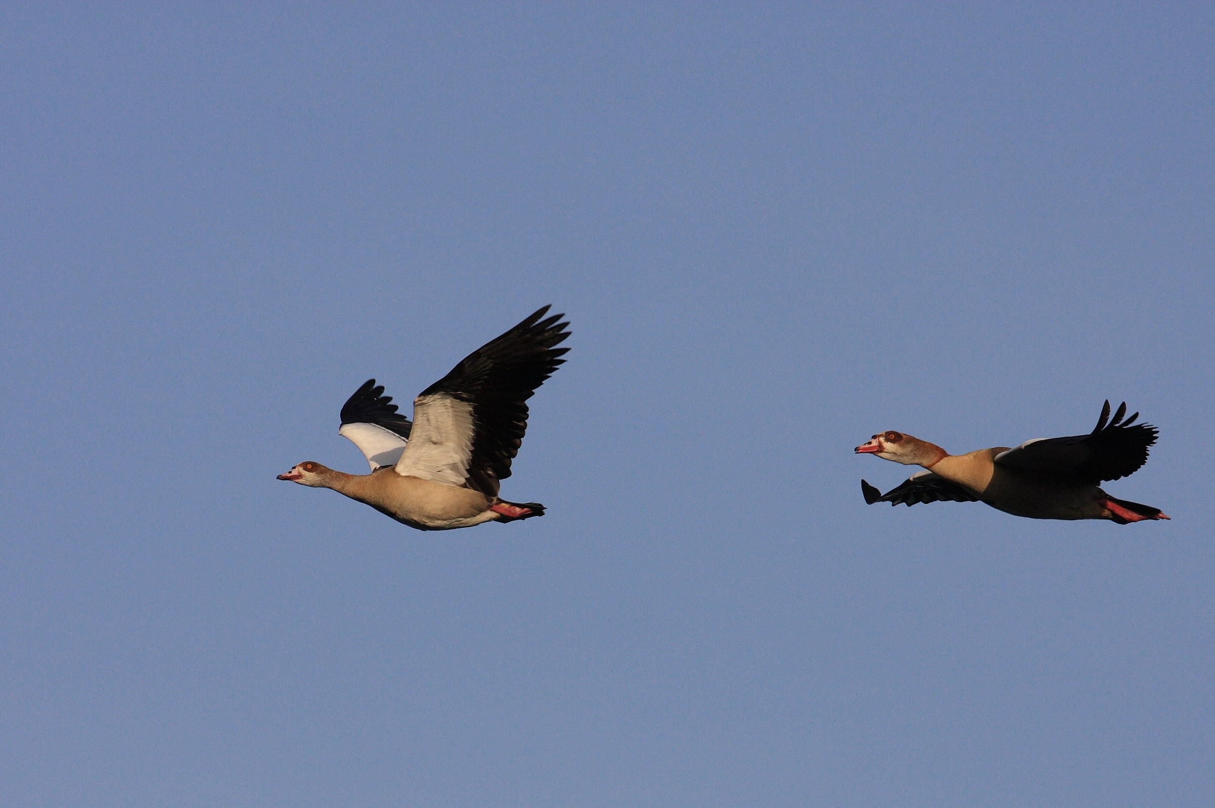 Egyptian goose