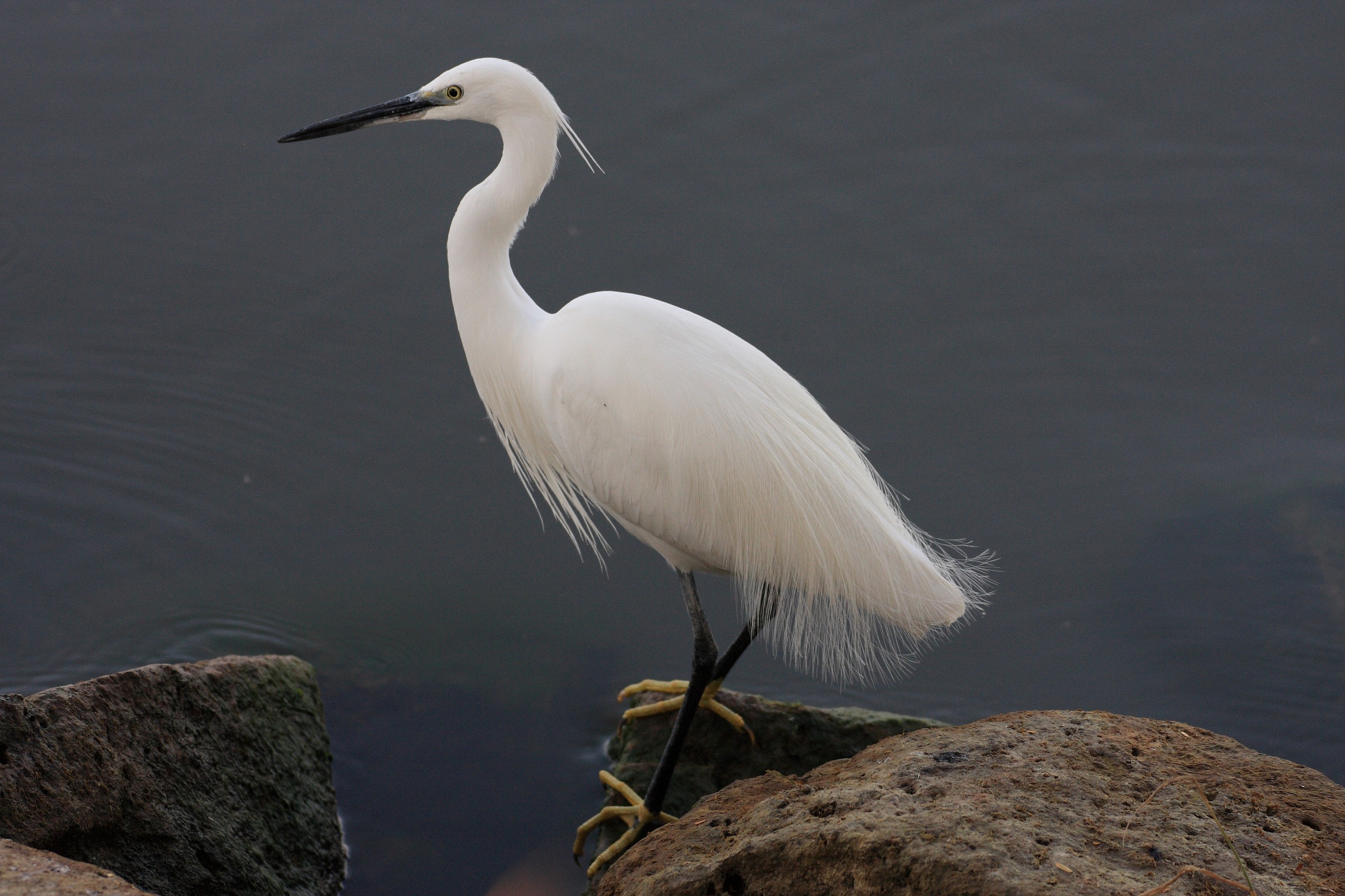 egret