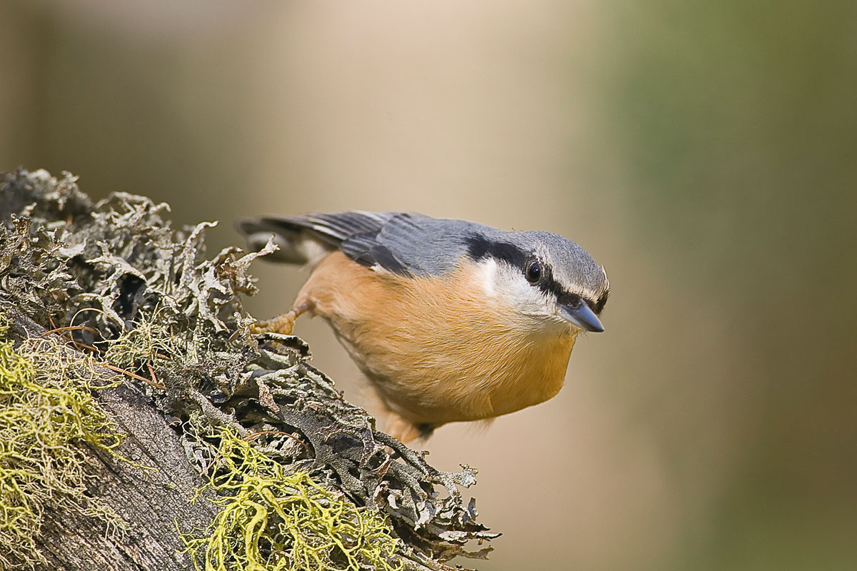 Nuthatch