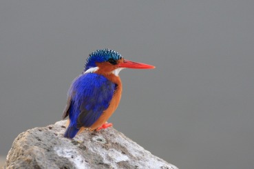 Alcedo cristata