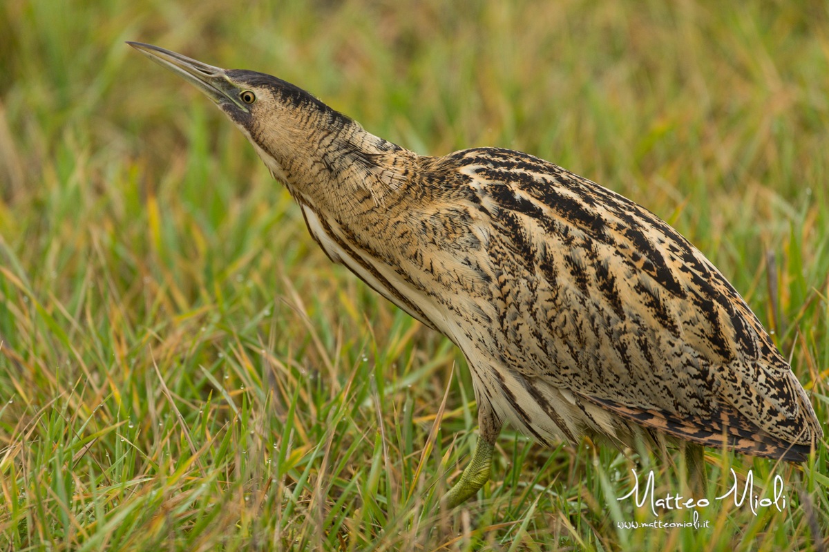 Bittern
