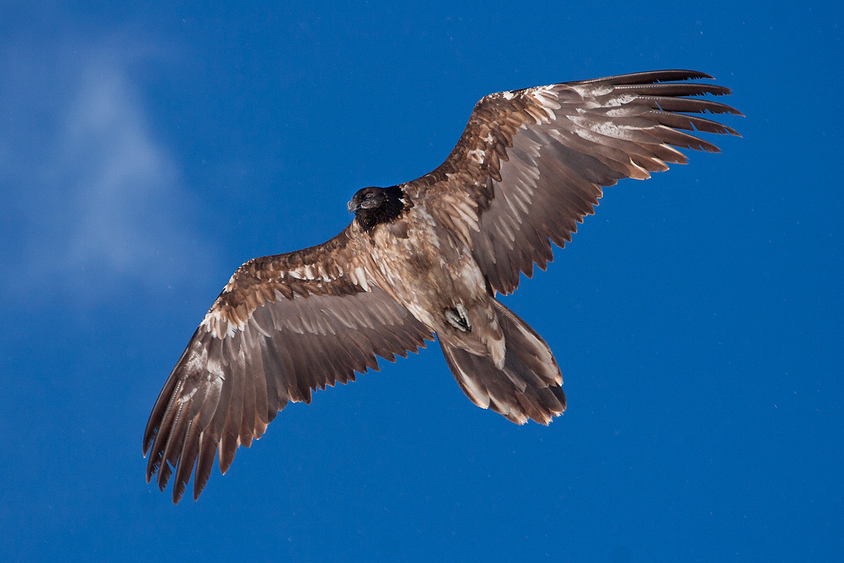 Bearded Vulture - Natural Park Orsiera Rocciavre '