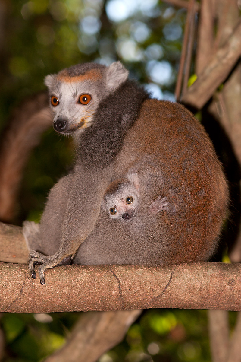 Lemur with small