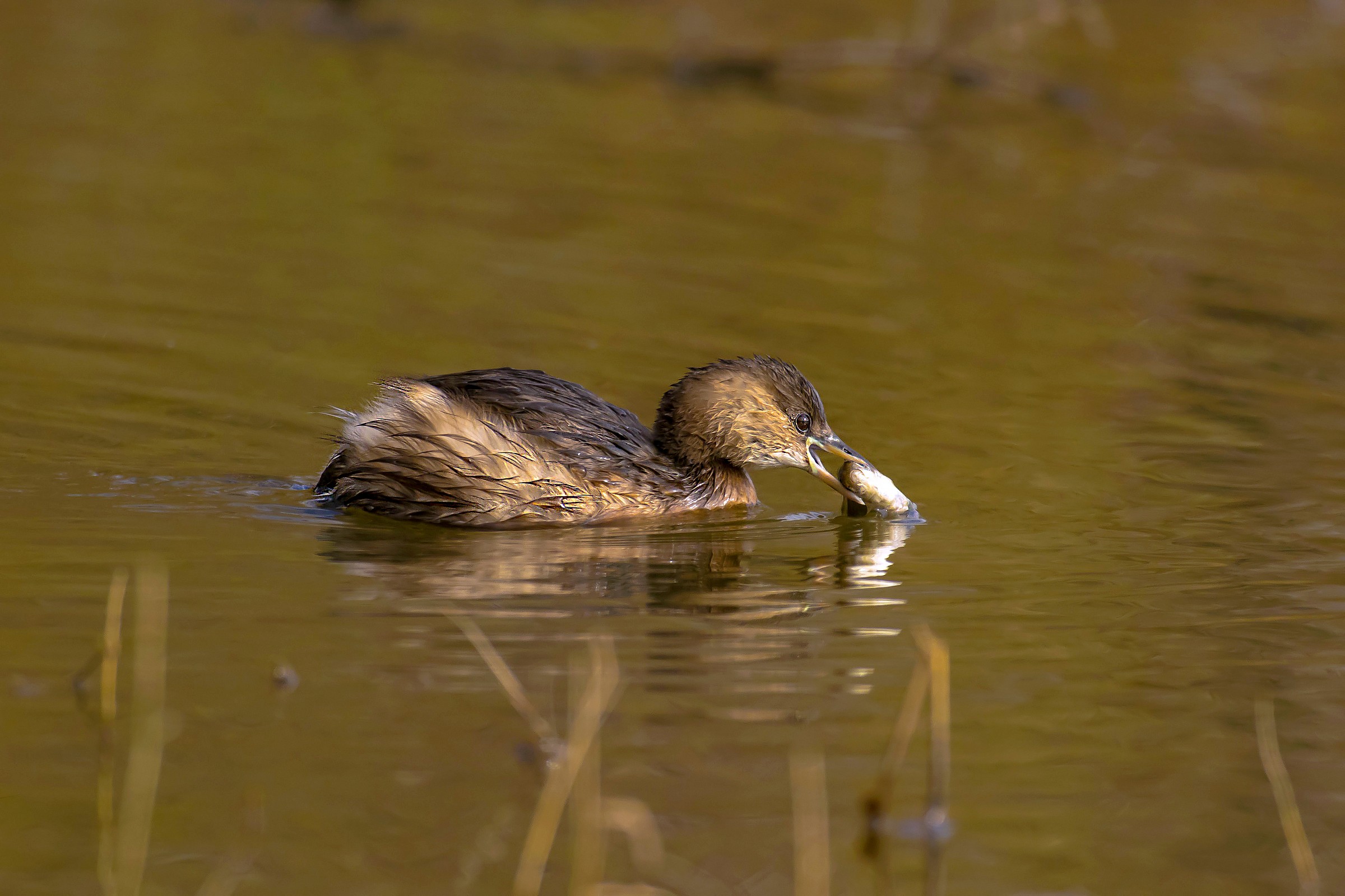 Little Grebe