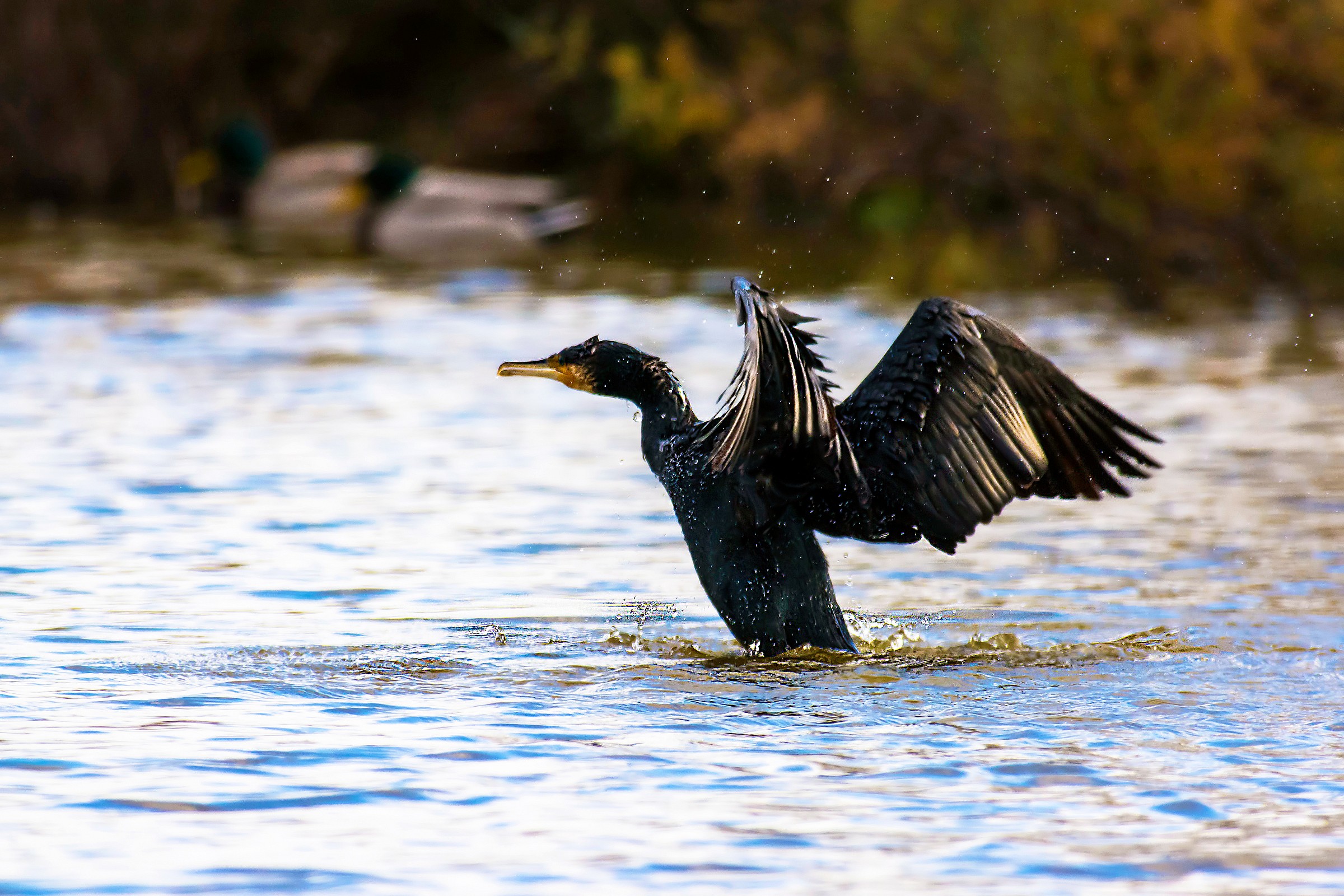Cormorant