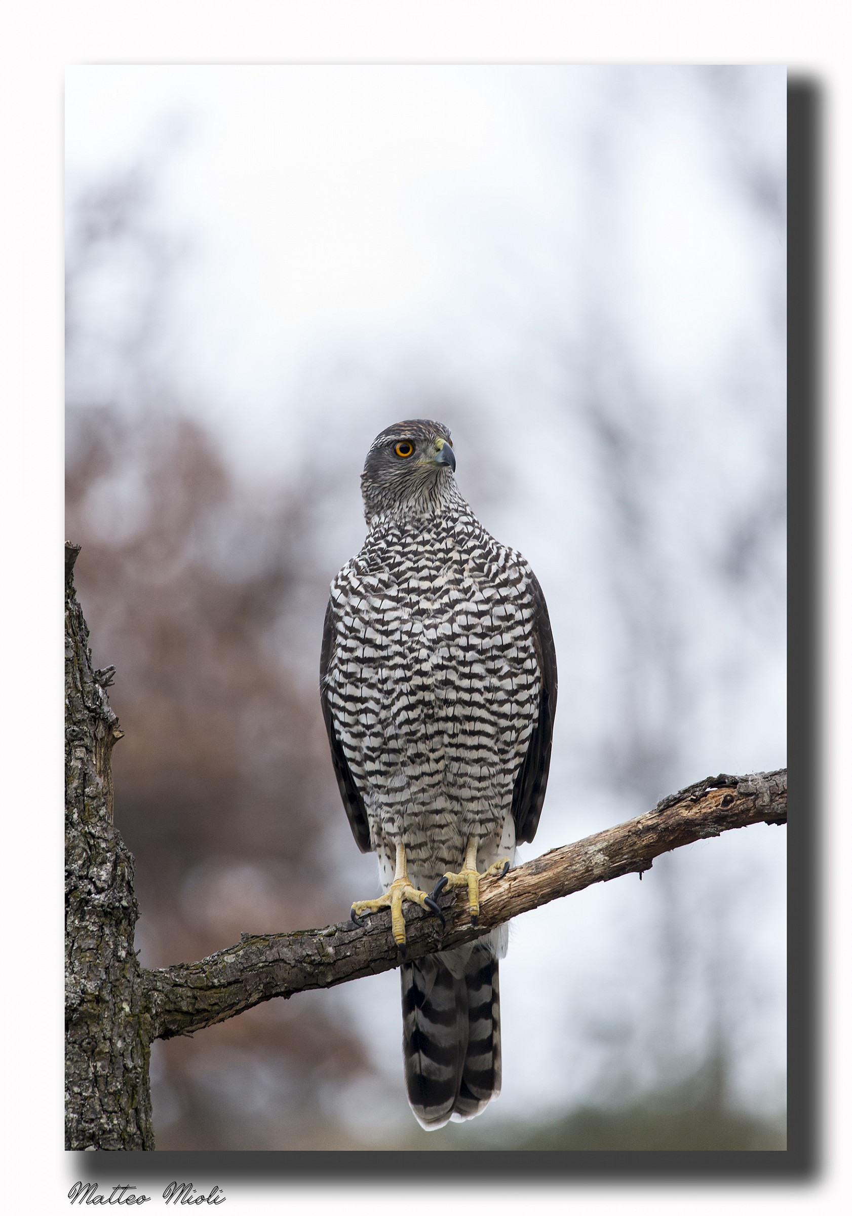 Goshawk