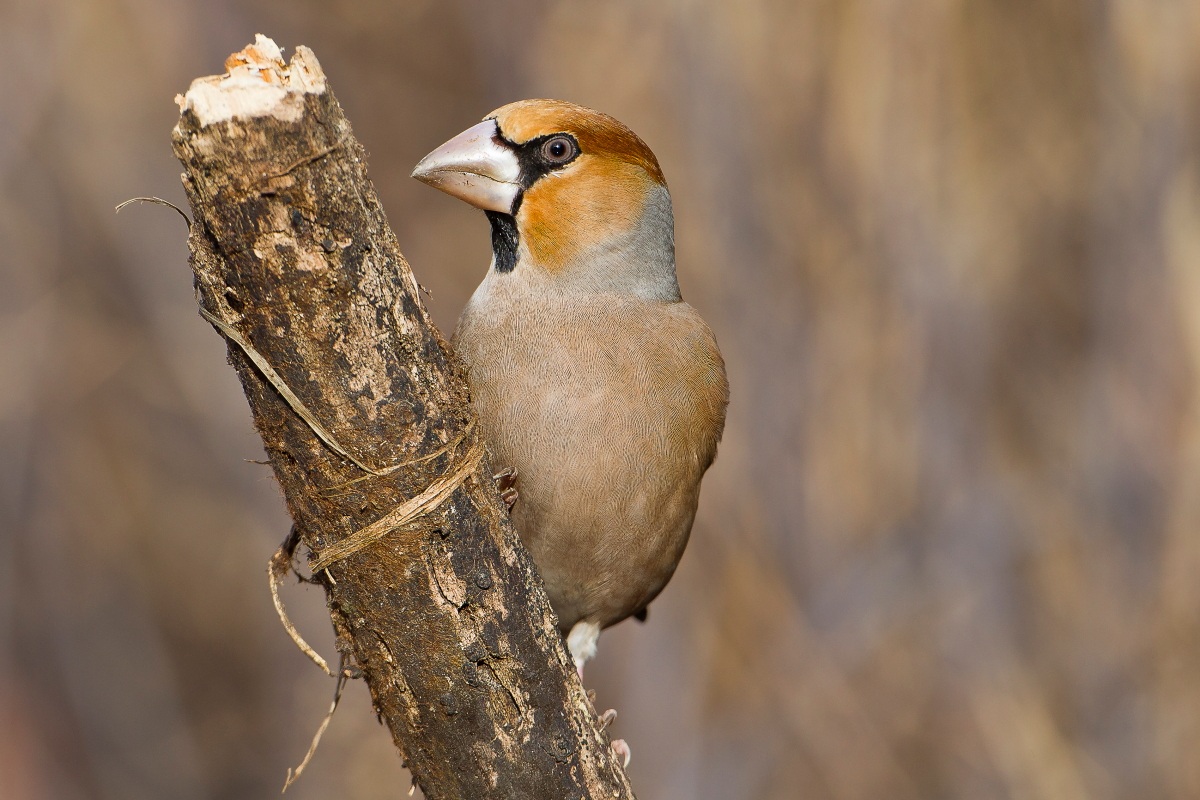 Hawfinch (coccothraustes coccothraustes)