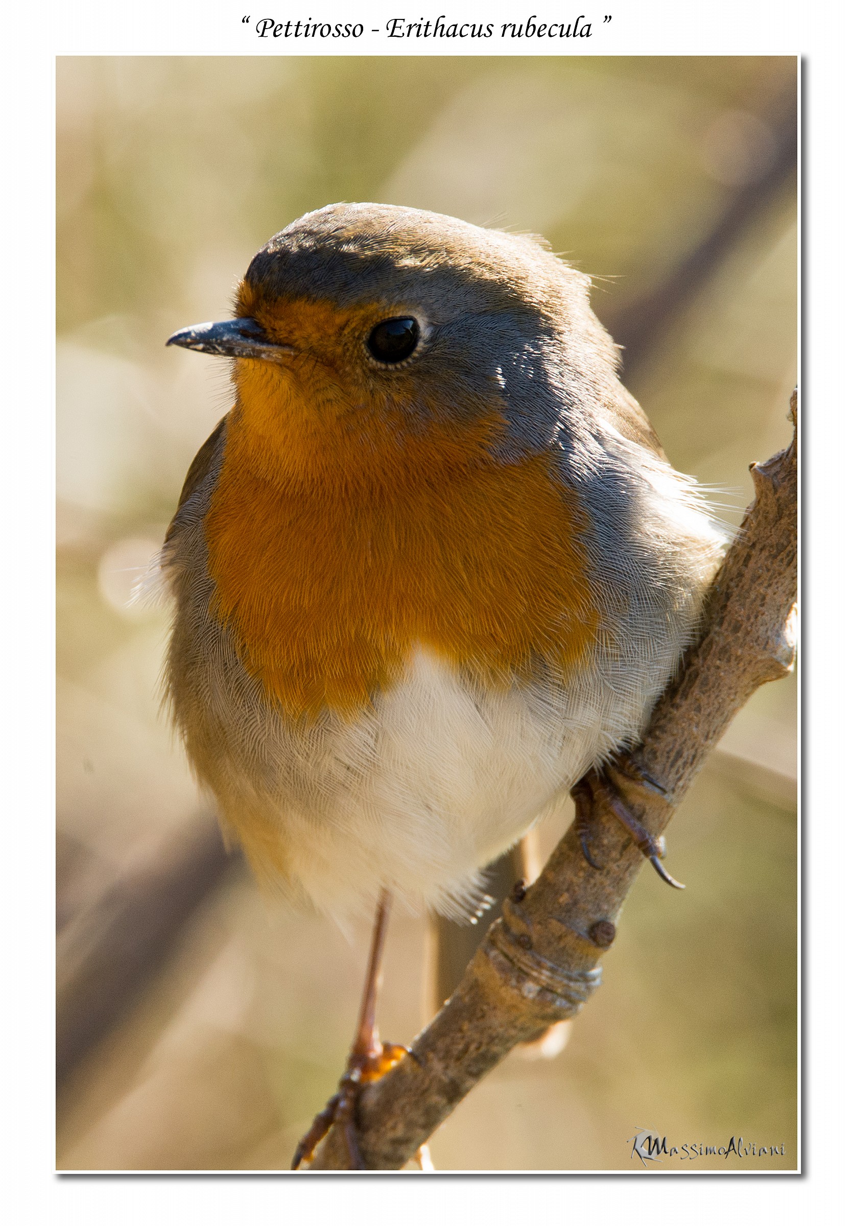 Pettirosso - Erithacus rubecula