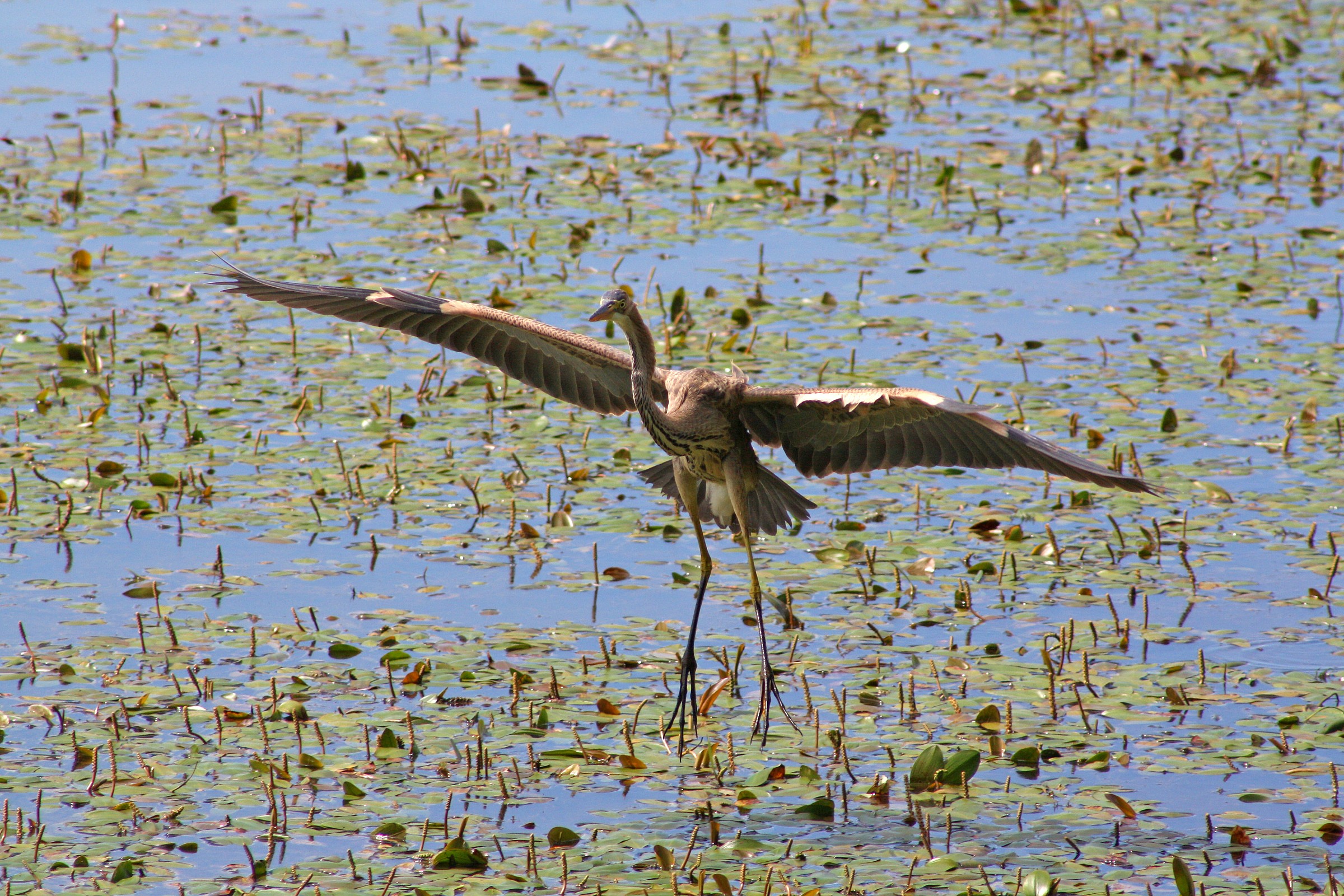 Purple Heron