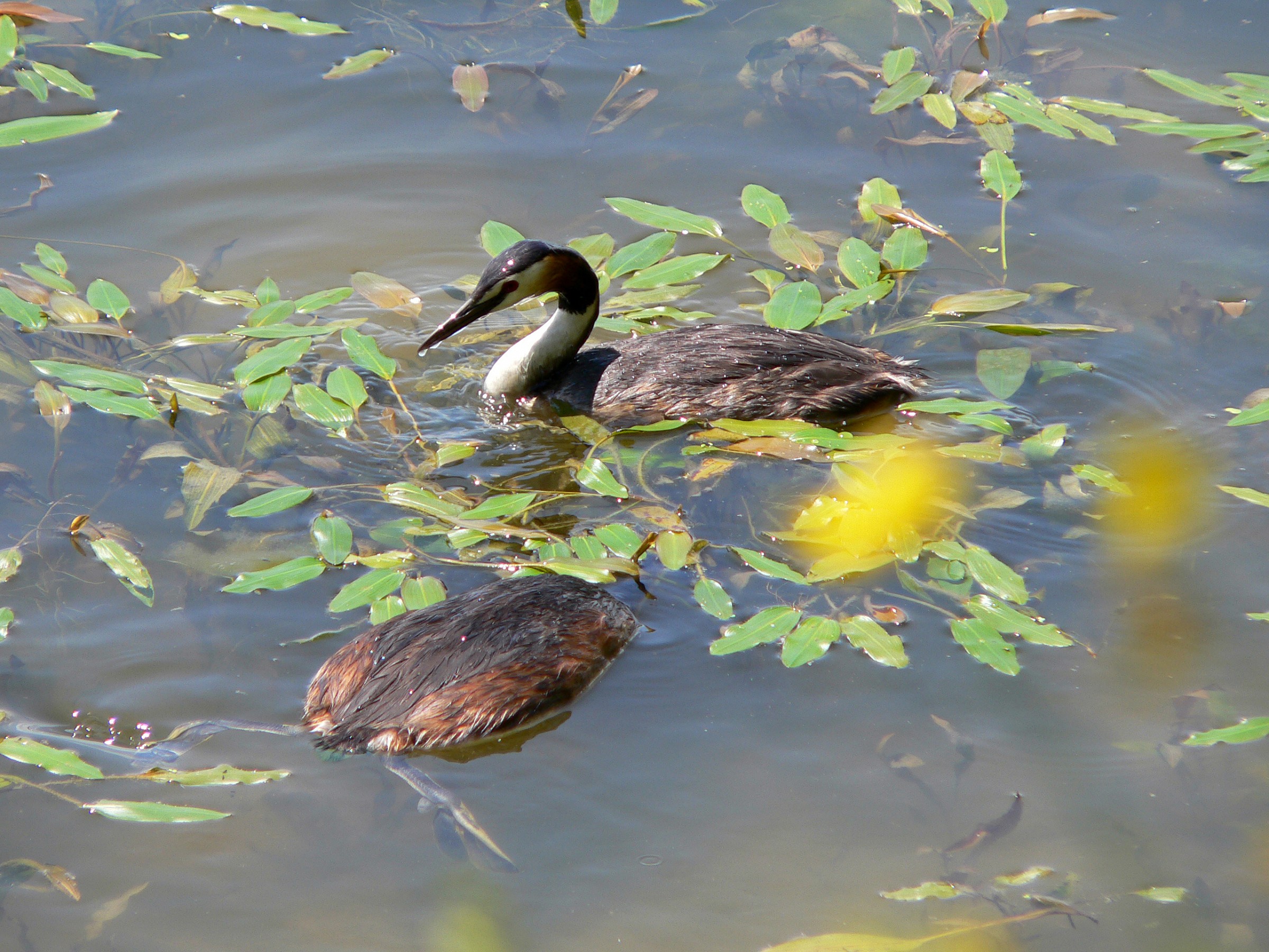 Grebes