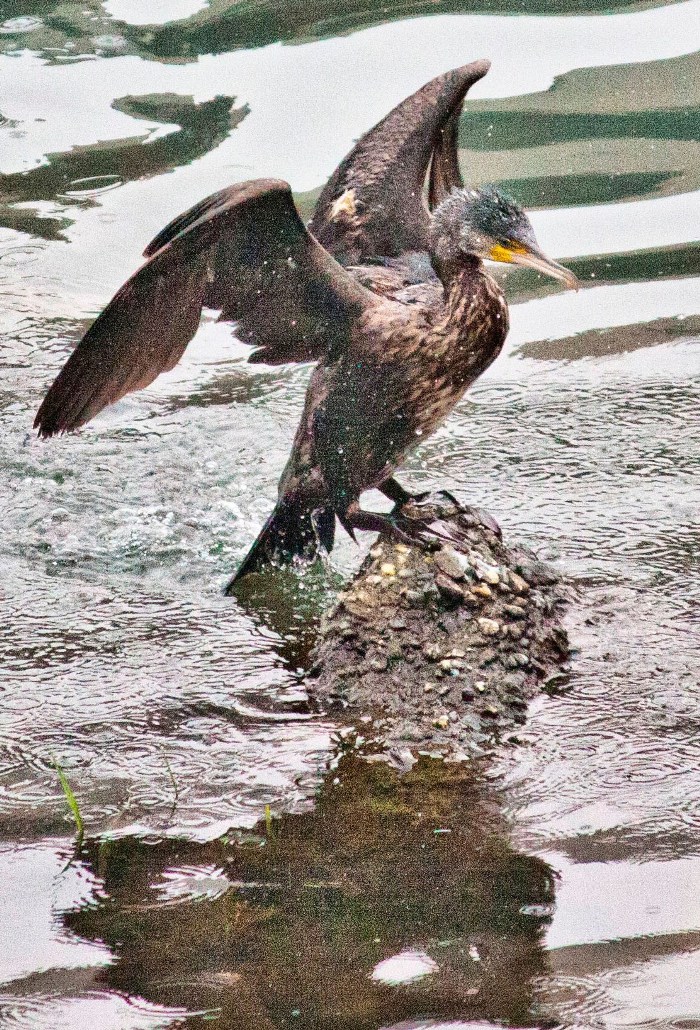 cormorant wet