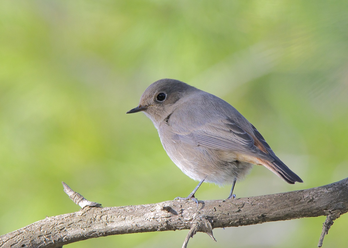 Codirosso spazzacamino