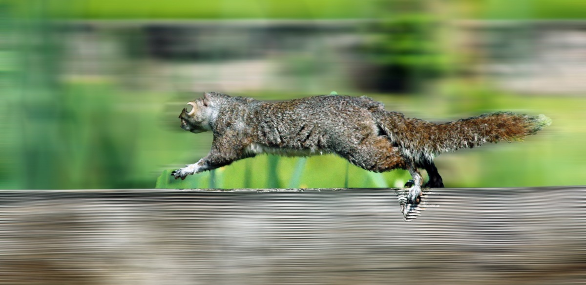 squirrel on the run