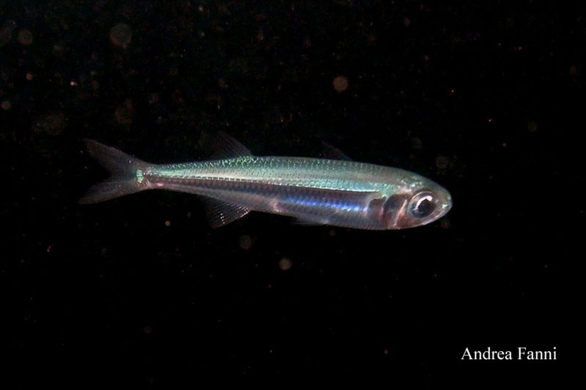 Big-scale sand smelt