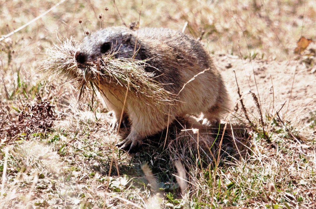 marmot affamamta