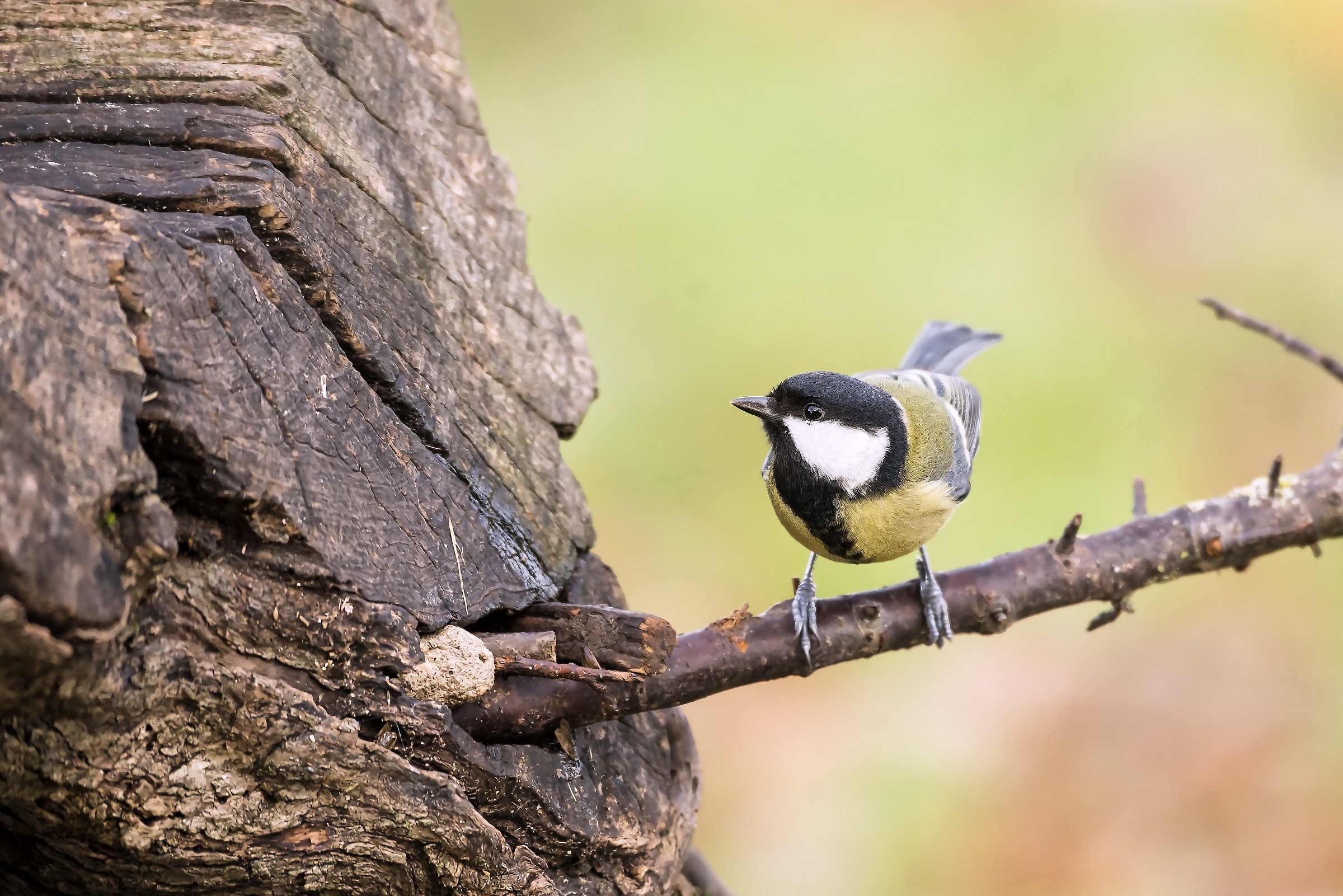 great tit