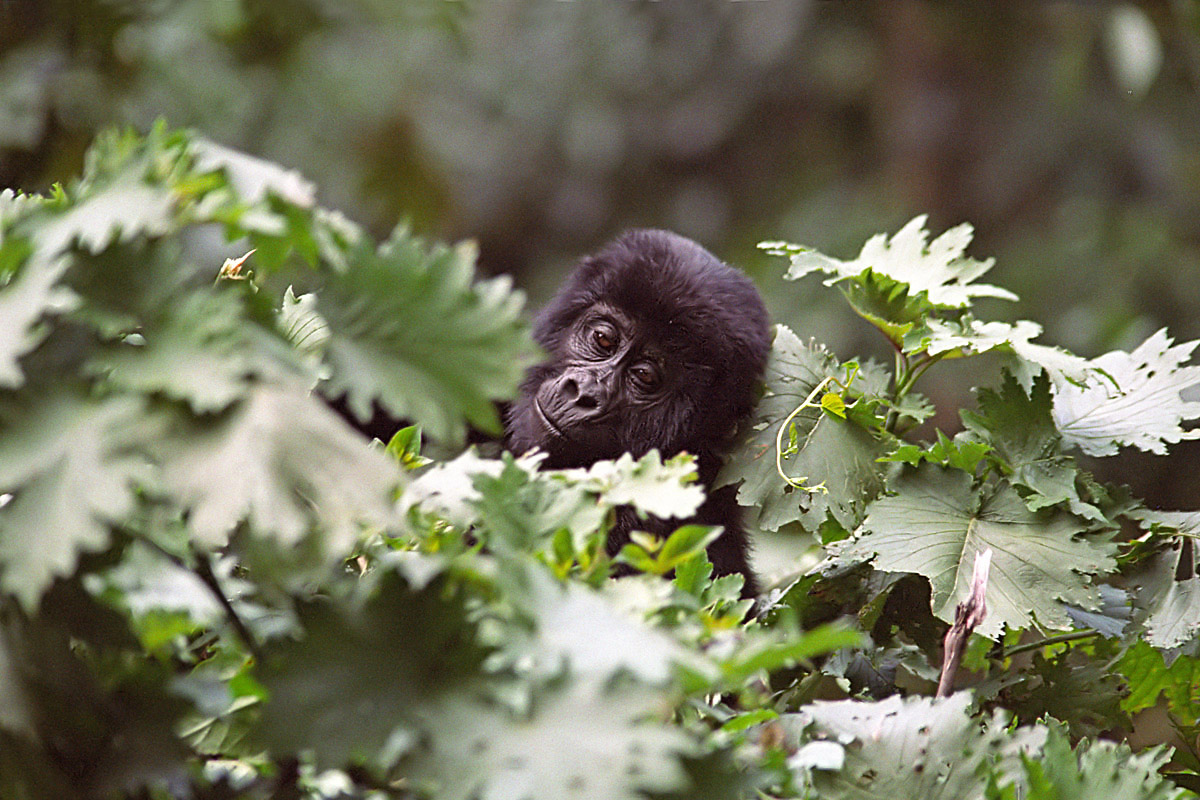 Cucciolo di gorilla di montagna