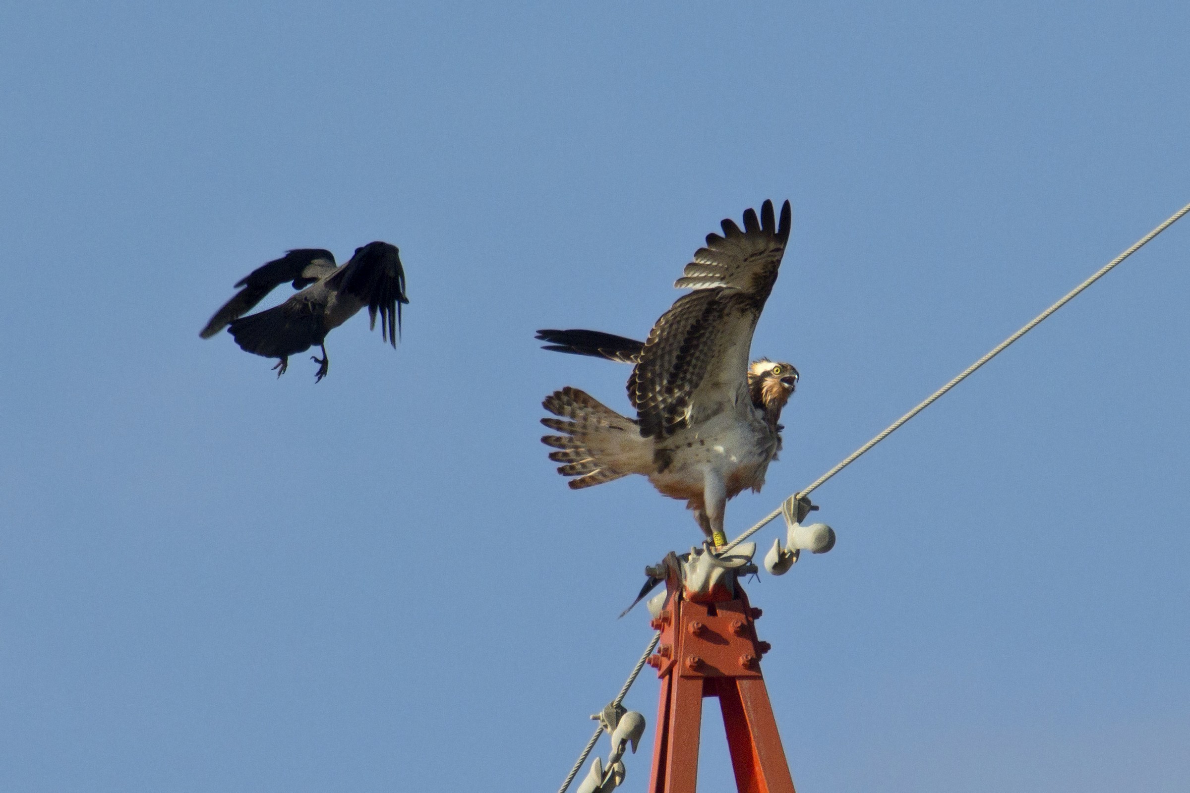 il pescatore e la cornacchia 2