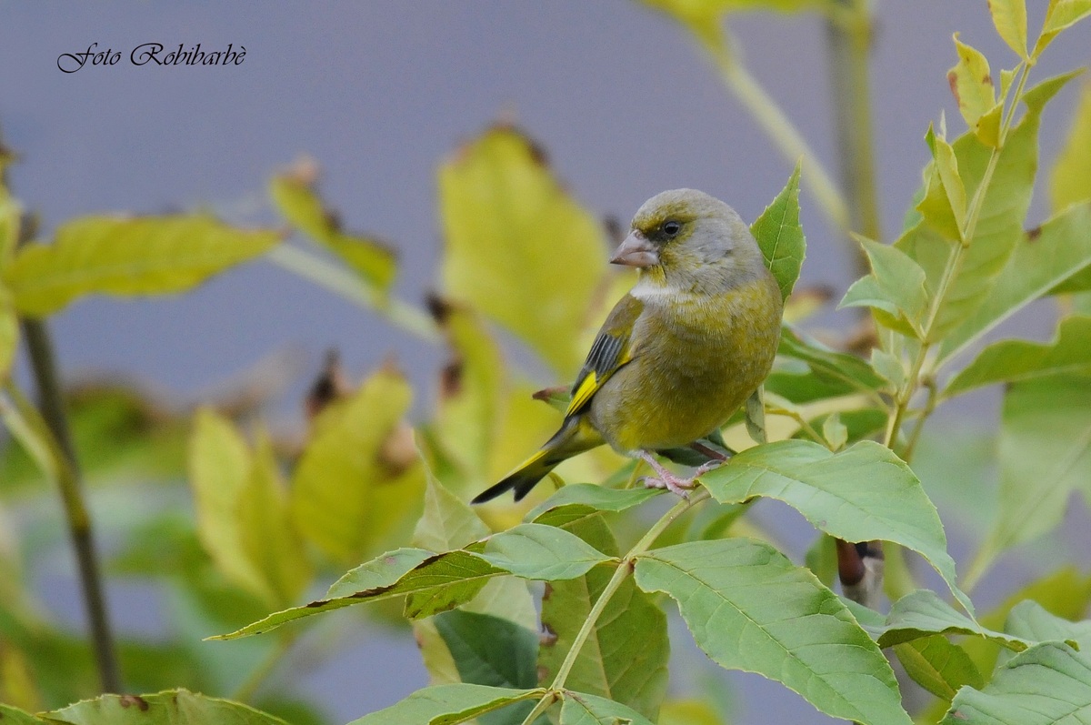 Verdone...mimetico...