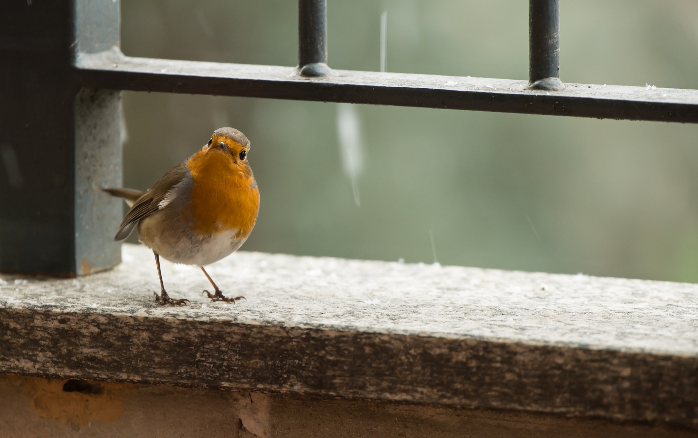 Pettirosso sul balcone di casa